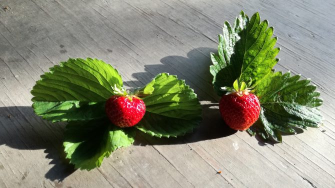 Ruusulan mansikkalajikkeet